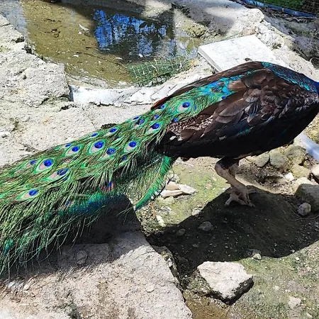 Casa De Balinhas - Geres * Ventosa